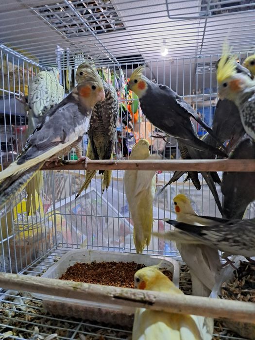 Корелла в зоомагазине