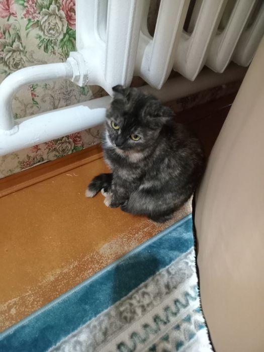 Продам кошка шотландский