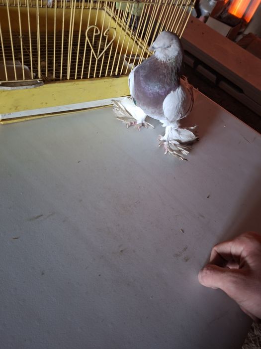 Продам голубя 1 шт