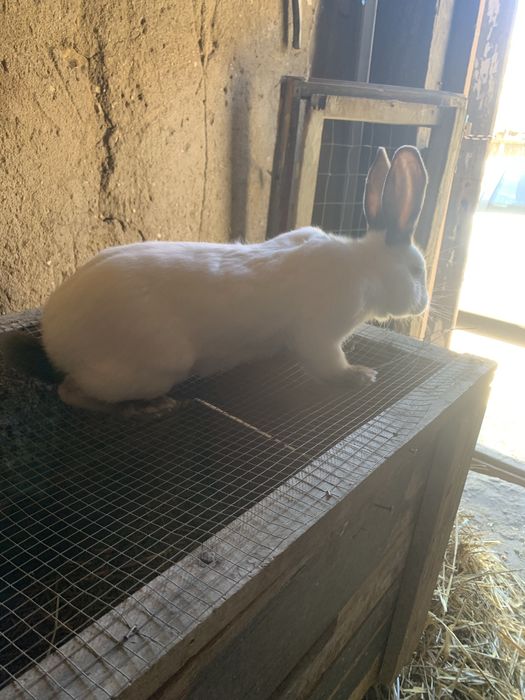 Vand iepuri IEPUROI talie mare