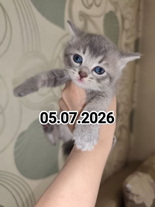 Британские котята