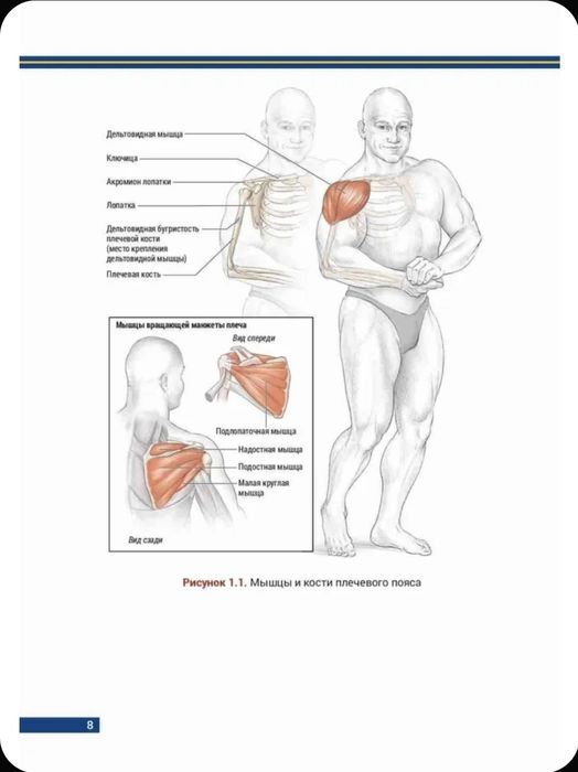 Анатомия бодибилдинга | Ник Эванс