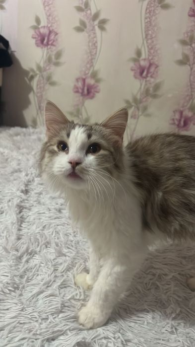 Маркиз ищет Дом.