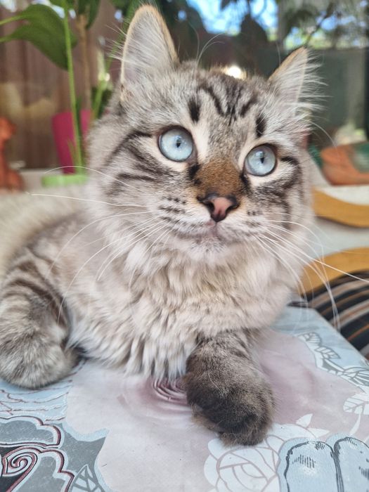 Кастрированный  кот бесплатно