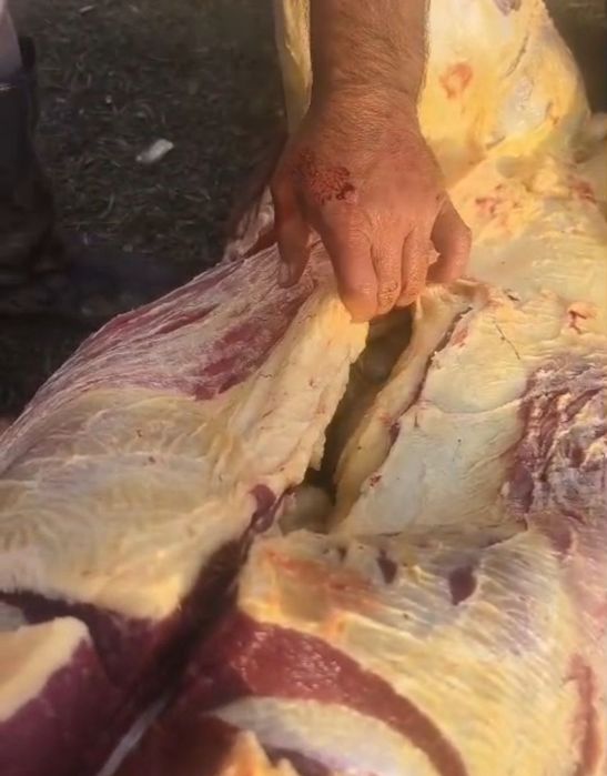 Семіз ЕТ. Мясо. Свежая Конина