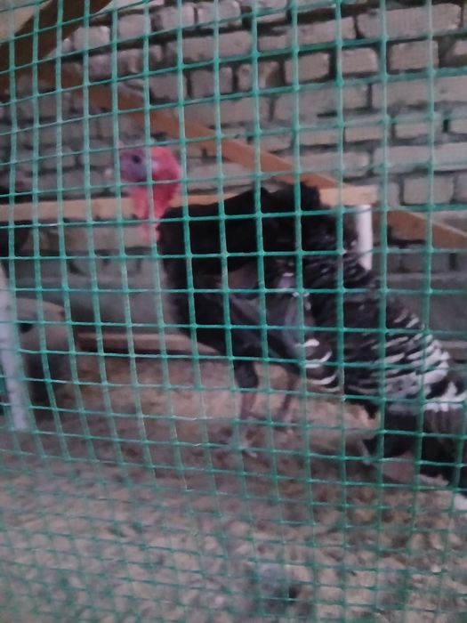 Kurka (induk) tuxumlari sotiladi