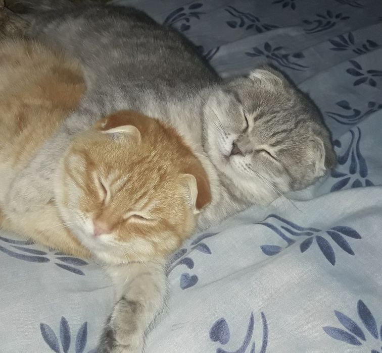 Skotish mushukchalari