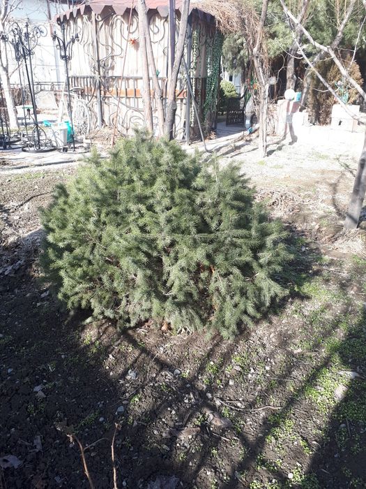 Елка 10 летняя,1метр