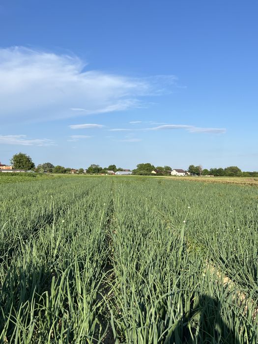 Ceapa verde de vanzare