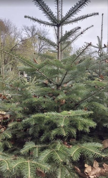 Brad de craciun /nunta ,crengute brad , brad argintiu molid,douglas