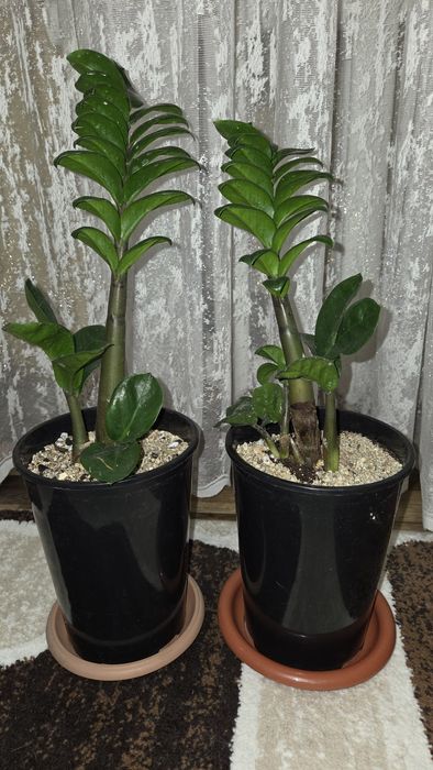 Замиокулькас Зензи