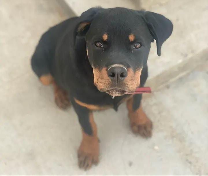 ИТ ұрланды тапқан адамға рахметін айтам