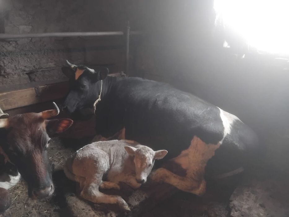 Продам крупно рогатый скот ( коров)