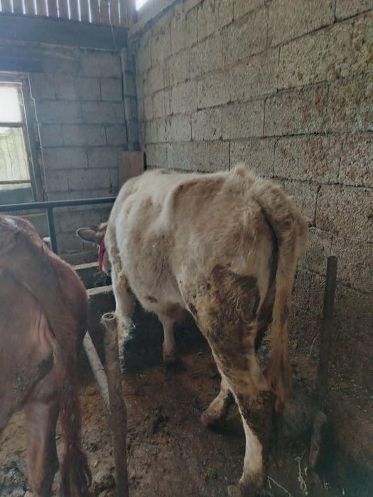 Тёлка продаётся год и 3мес