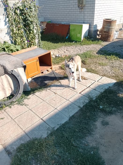 Продам в хорошие руки сабаку хаски