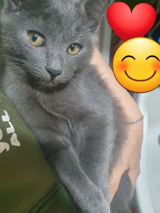 Котята маленькие