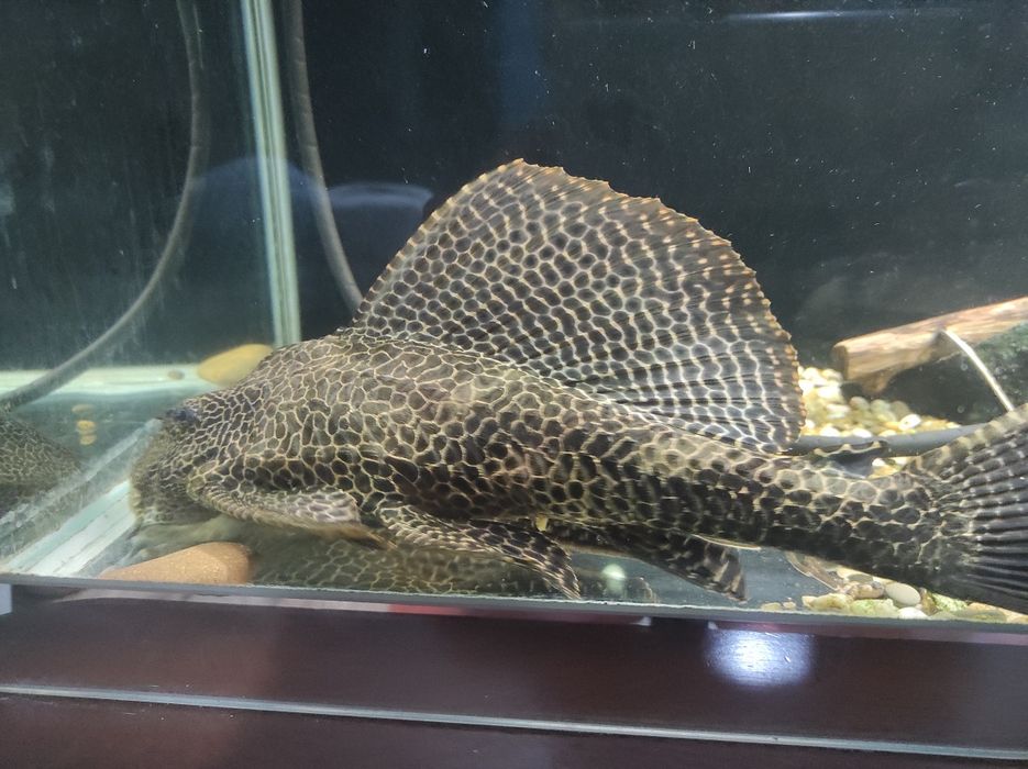 Продам птеригоплихта