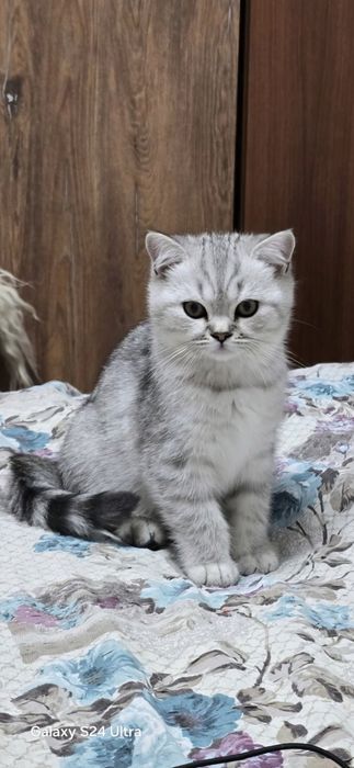 Чистокръвни късокосмести британчета