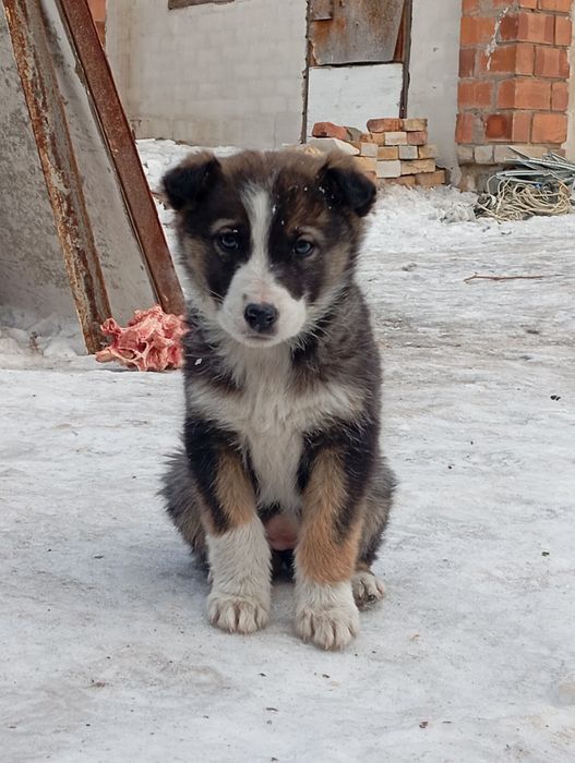 Отдам в добрые руки мимимишных щенят!