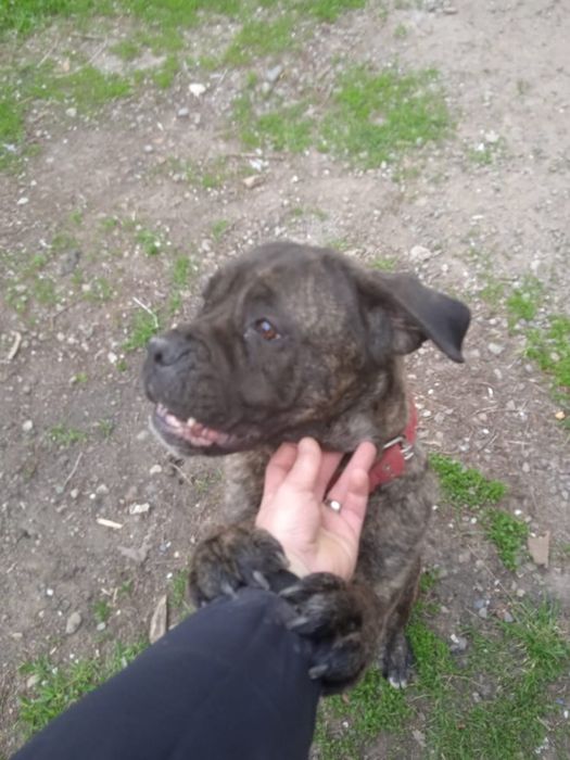 Кане Корсо девочка