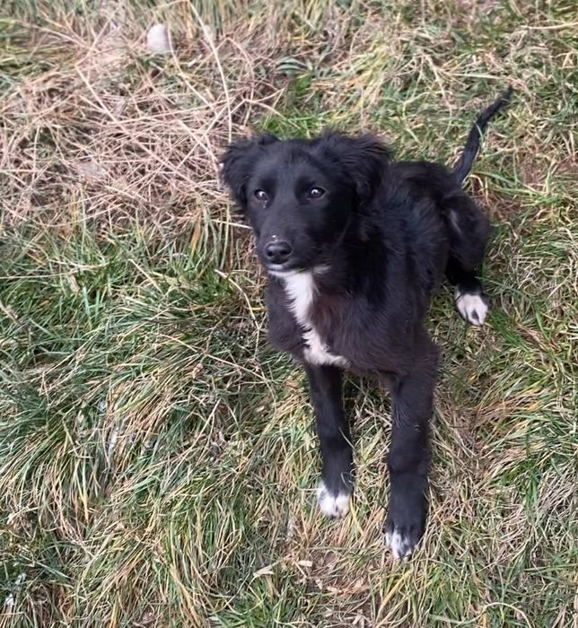 Собачка в добрые руки