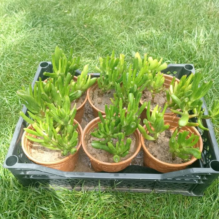 Крассула овата “Gollum”