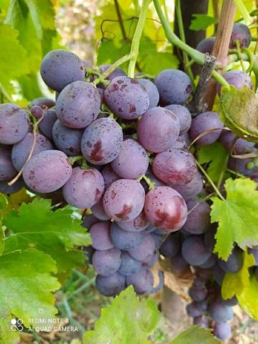 Butasi de vită de vie