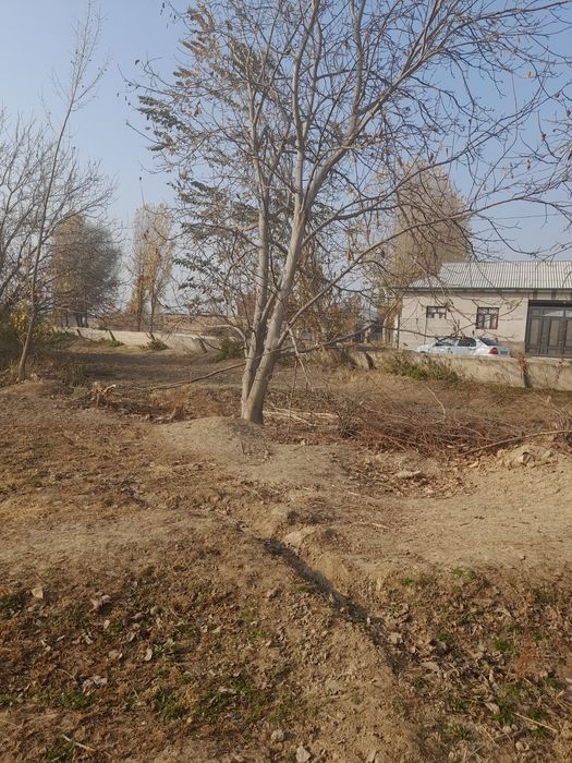 Ореховые деревья