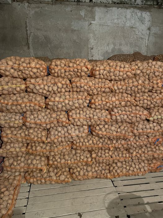 Cartofi consum Alb (0,7 lei) Vineta