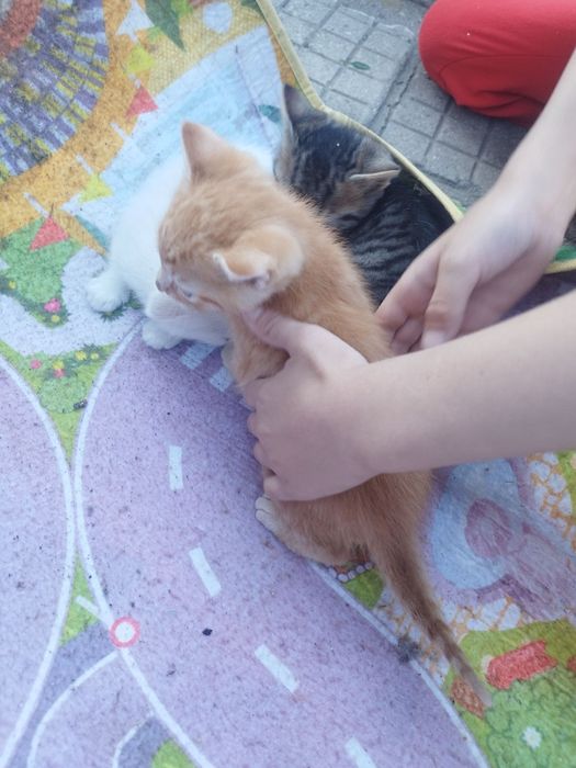 Малки Котенца безплатни