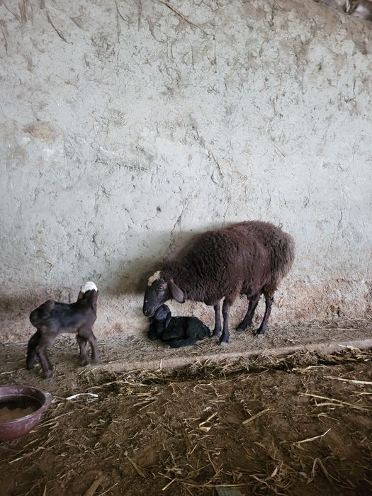 Egizchi qo‘y sotiladi