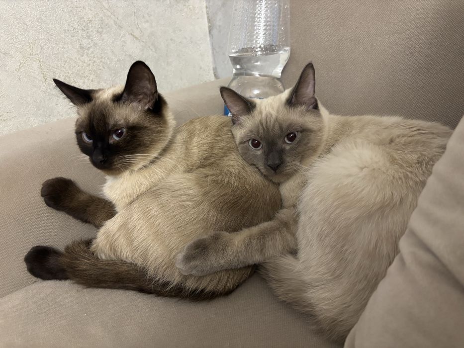 отдам котиков в добрые руки