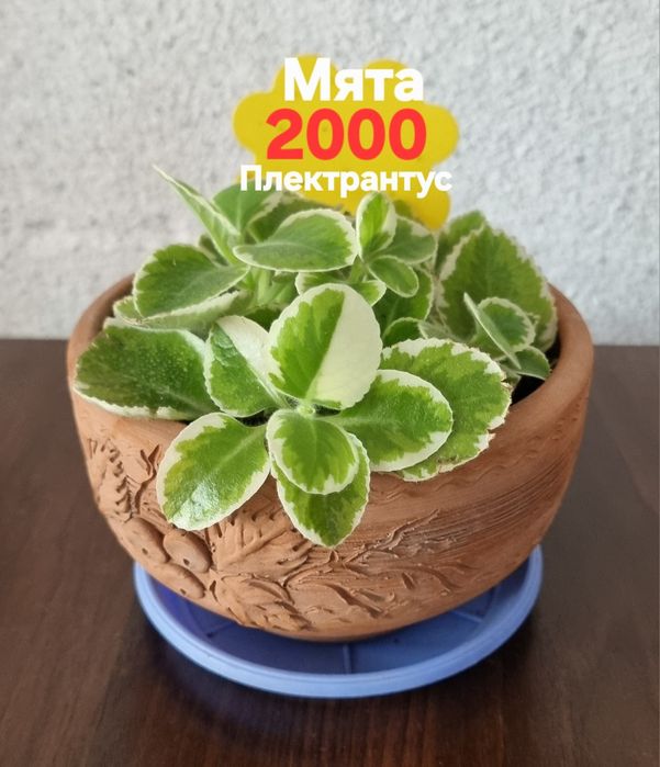Комнатные растения от 500