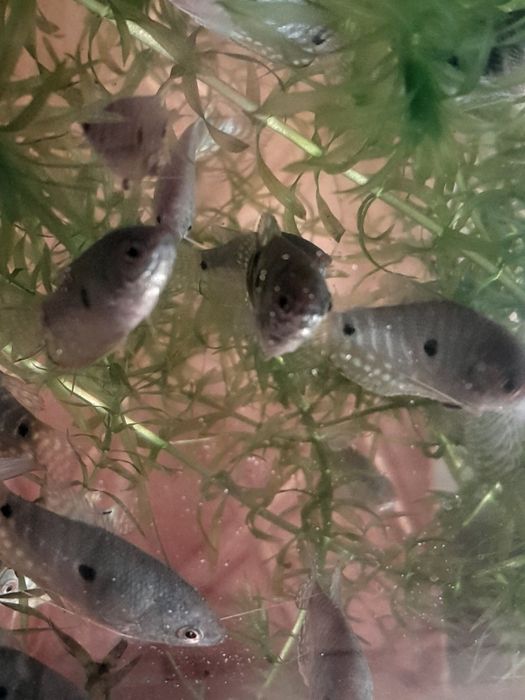 Аквариумные рыбки