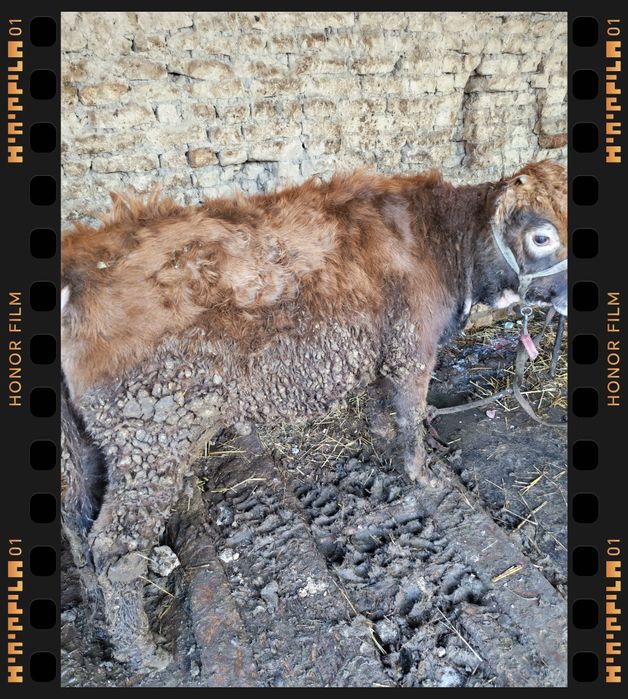 Gonajin soglom egze buqa sigir