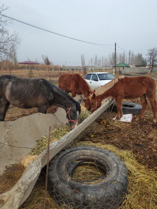 Toylar sotiladi 15 milliondan