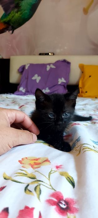 Vand pui pisica siameza