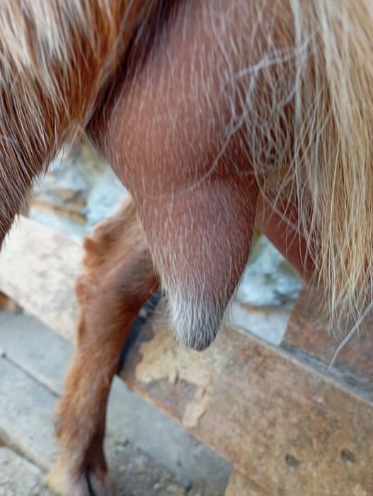 Продаются   козы