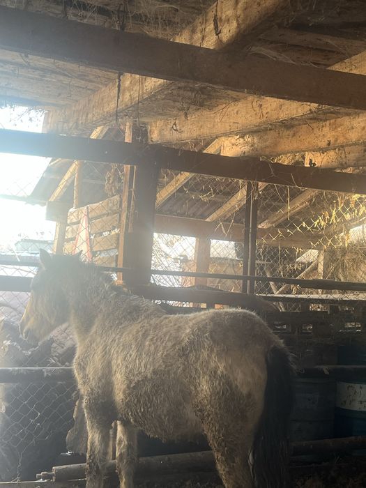 Семіз жылқылар сатылады