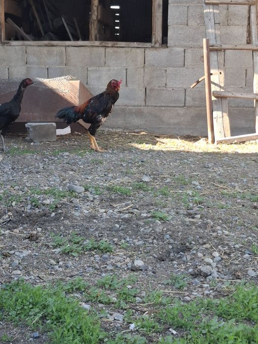 Продам петухов жужики