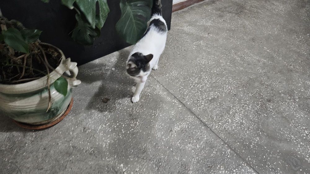 De adoptat motan bland varsta 1 an