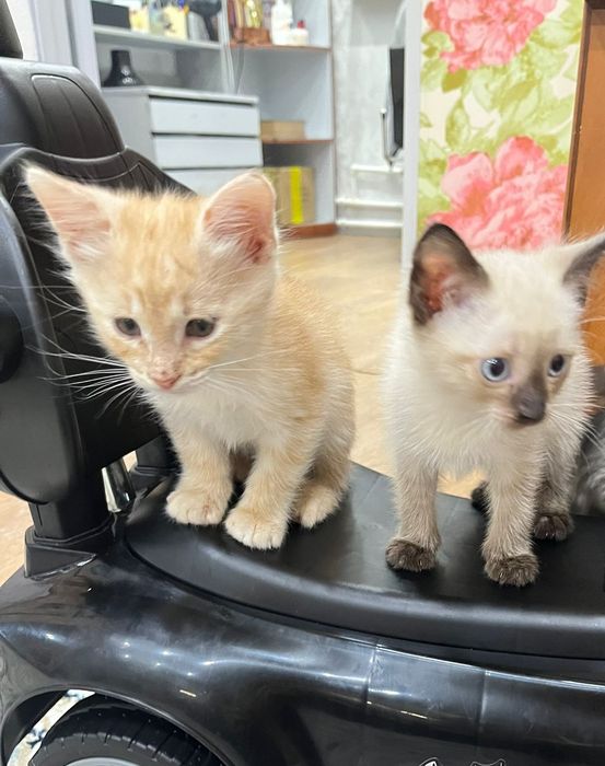 Котята в добрые руки