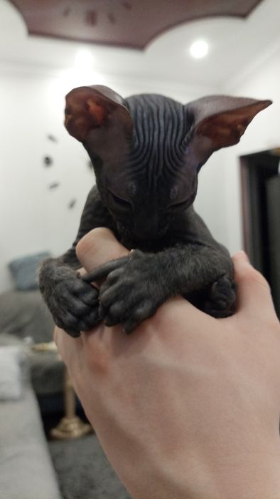 Продаётся котик породы Донского Сфинкса