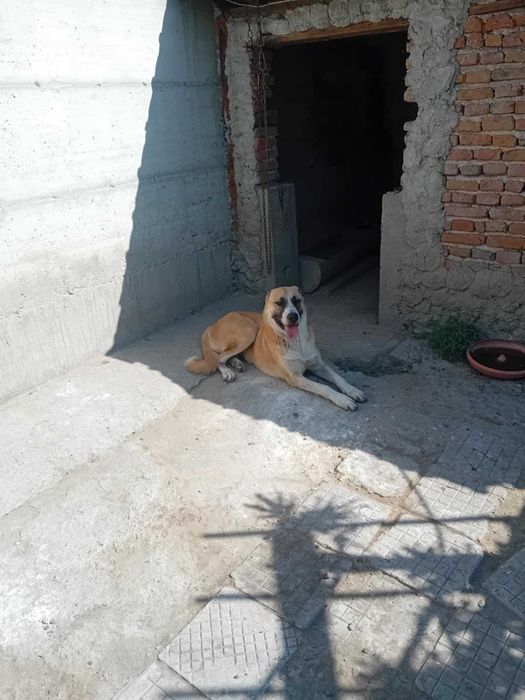 Кавказки вълкодав