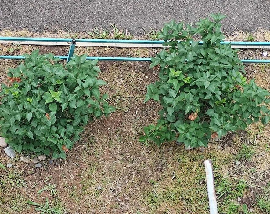 Продадим два куста махровой сирени