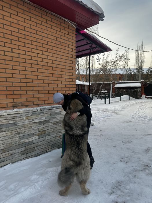 Кавказская овчарка