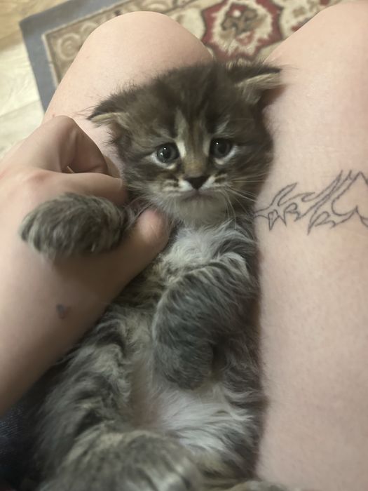 Отдам в добрые руки котенка вислоушка