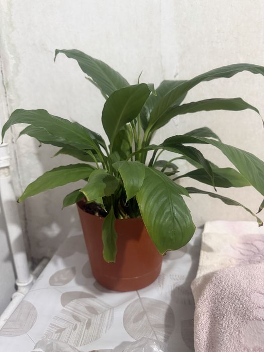 Продам фикус домашнее растение