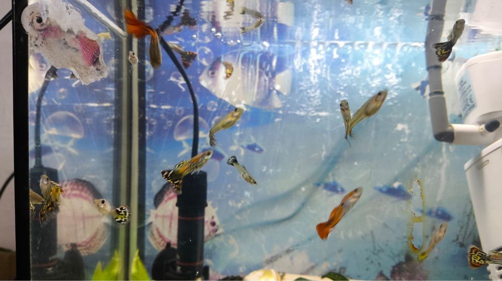 Продам аквариум с рыбками