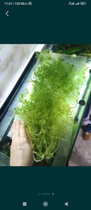 Продам,обменяю Роголистник + 3 корешка Валииснерии,  Сансевьери